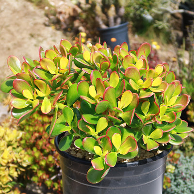 potted jade plant outdoors Botany Bay Jade Plant