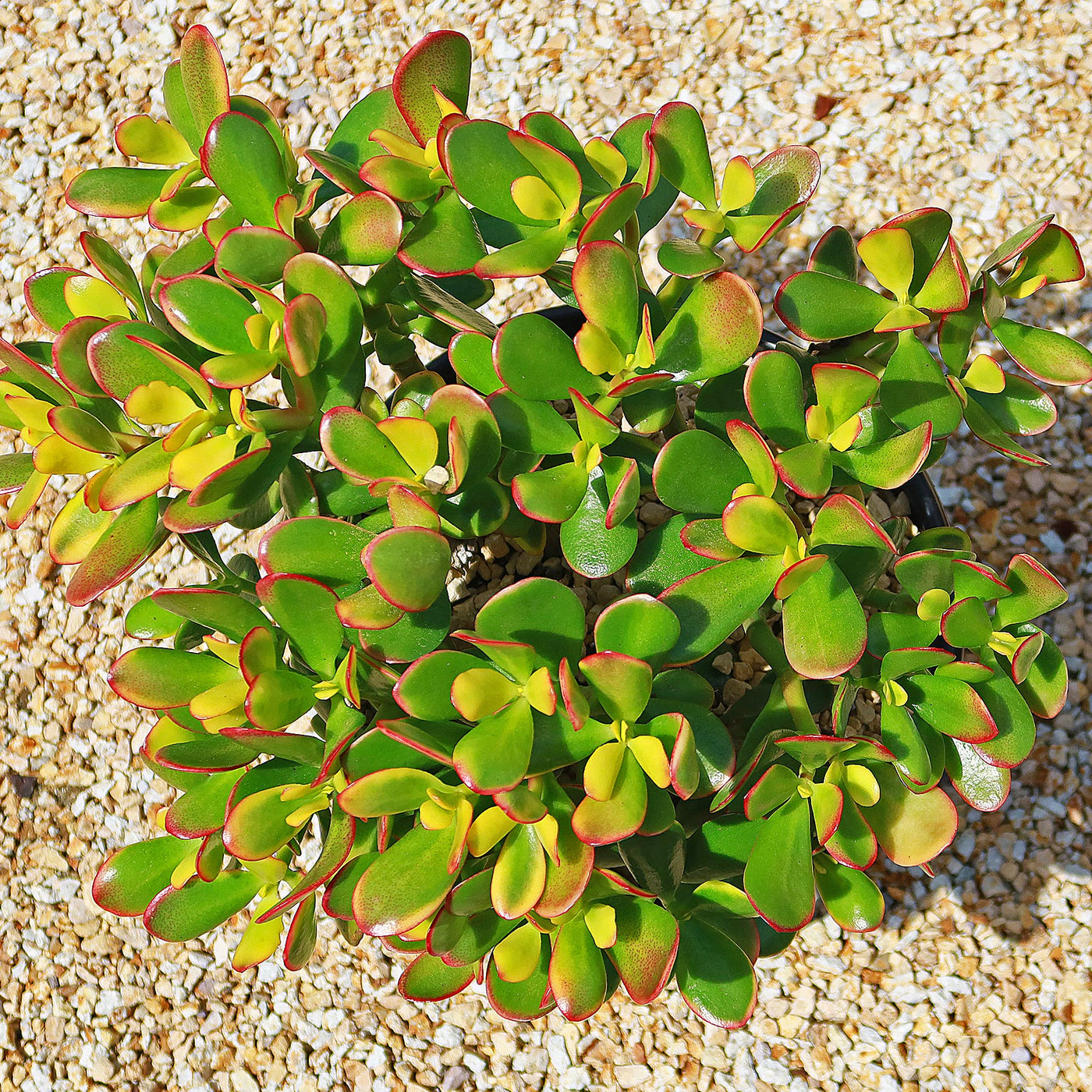 jade plant botanical name Botany Bay Jade Plant