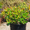 Botany Bay Jade Plant - Crassula ovata Botany Bay