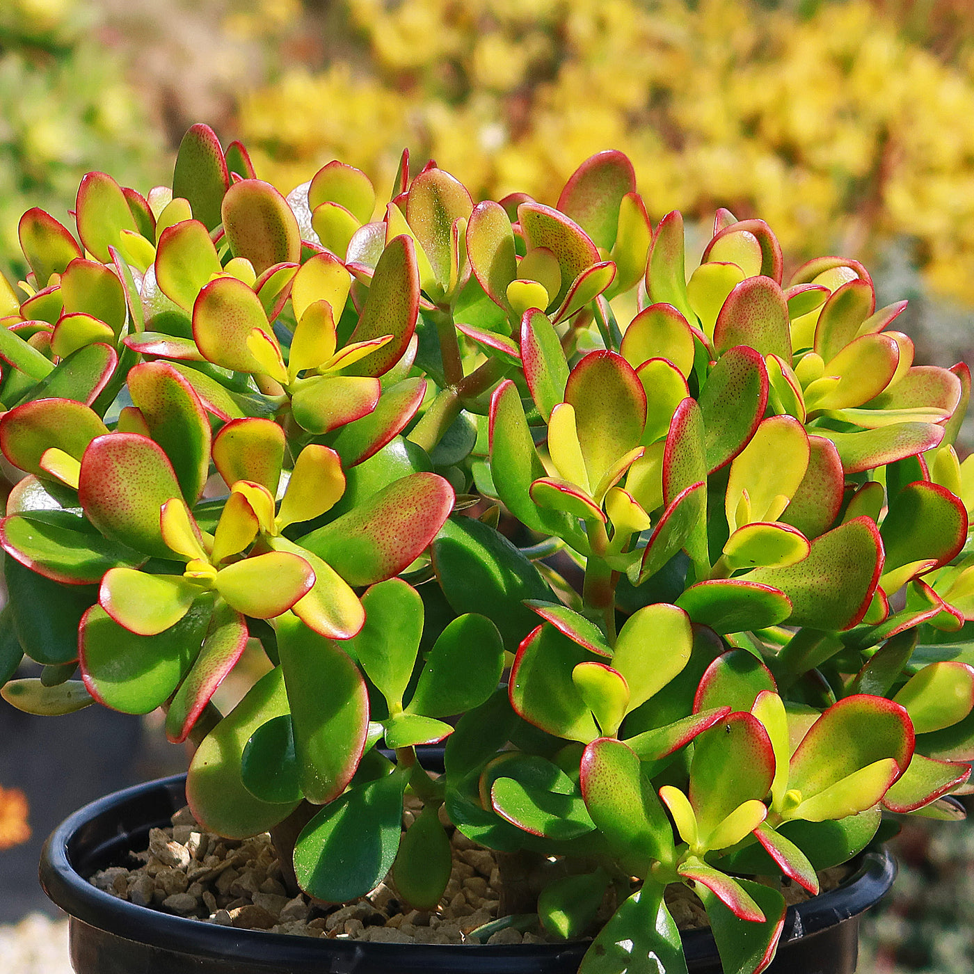 jade plant red underside Botany Bay Jade Plant