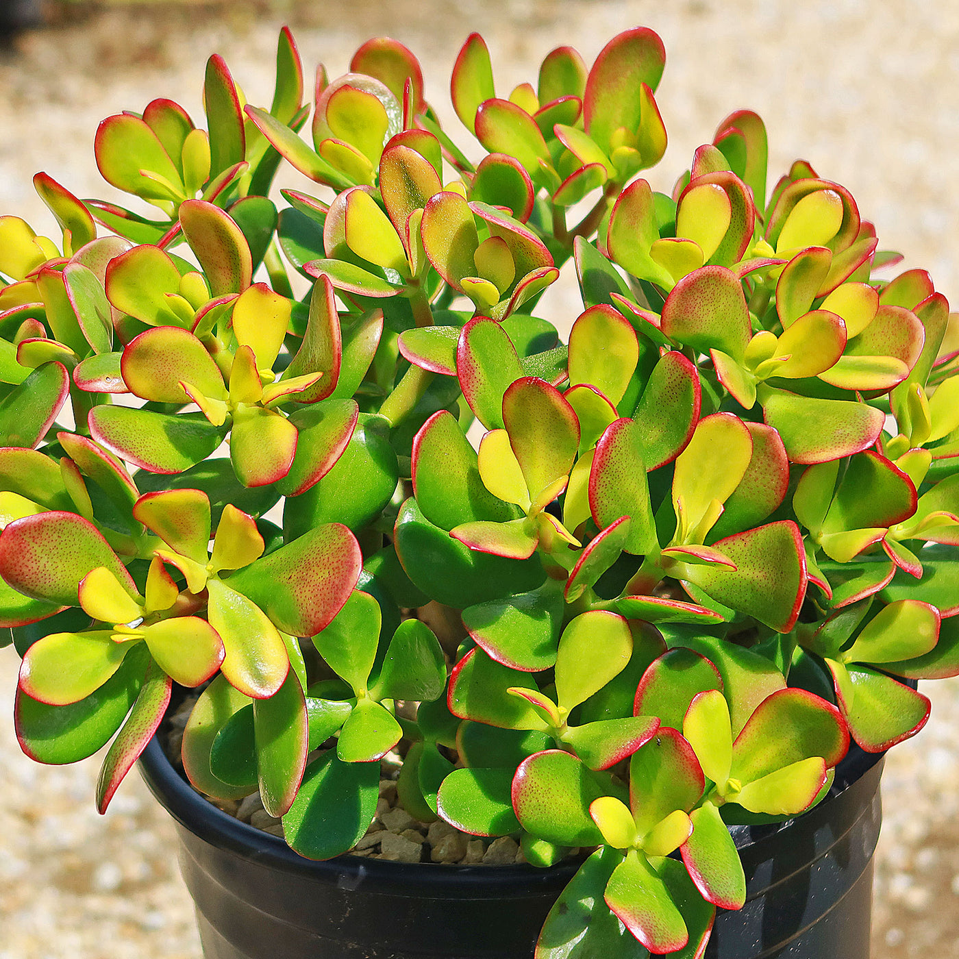 jade plant with red edges Botany Bay Jade Plant