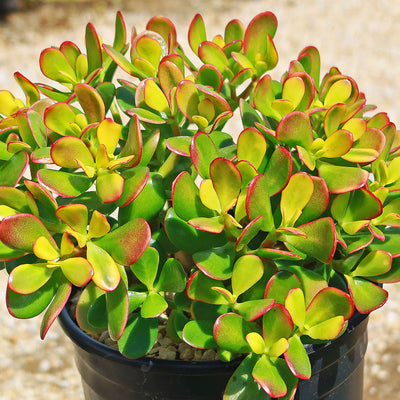 jade plant turning yellow and red Botany Bay Jade Plant