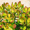 Botany Bay Jade Plant - Crassula ovata Botany Bay