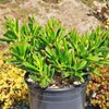 ET fingers - Variegated Jade Plant &