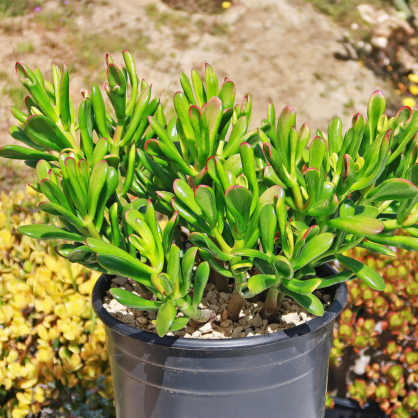 crassula hobbit jade plant Shop 'Jade Bonsai Tree - Crassula ovata 'Hobbit' Care and Growing Guide