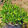 ET fingers - Variegated Jade Plant &