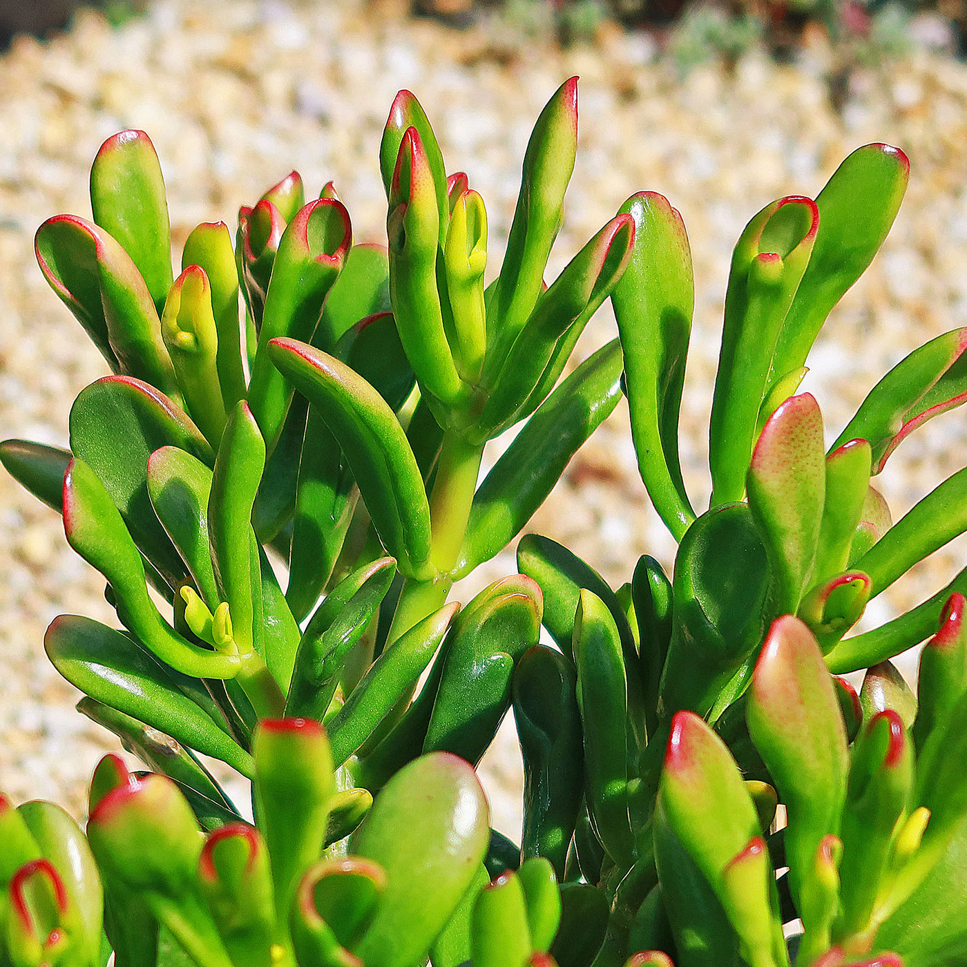 ET fingers - Variegated Jade Plant 'Crassula ovata variegata' 