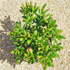 ET fingers - Variegated Jade Plant &