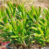 ET fingers - Variegated Jade Plant &