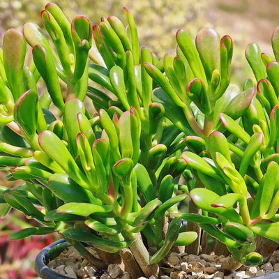 ET fingers - Variegated Jade Plant 'Crassula ovata variegata' - 9