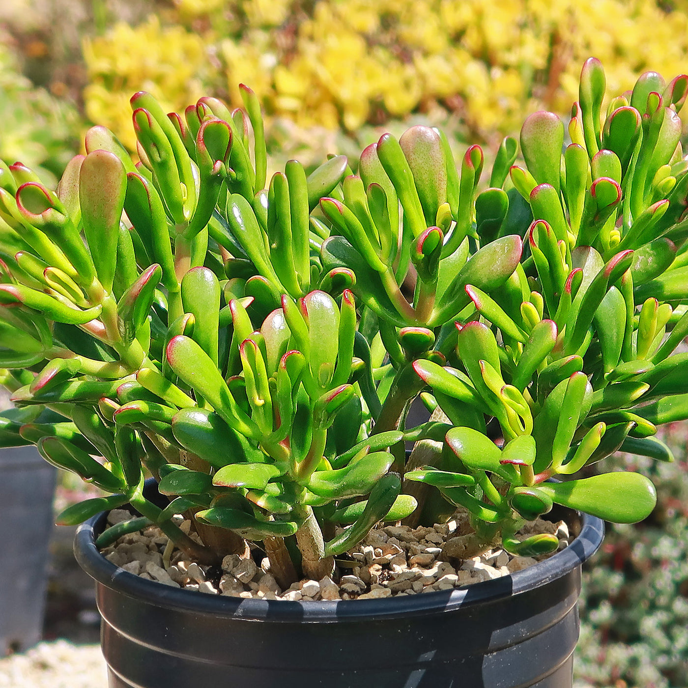 crassula succulent bonsai Jade Bonsai Tree
