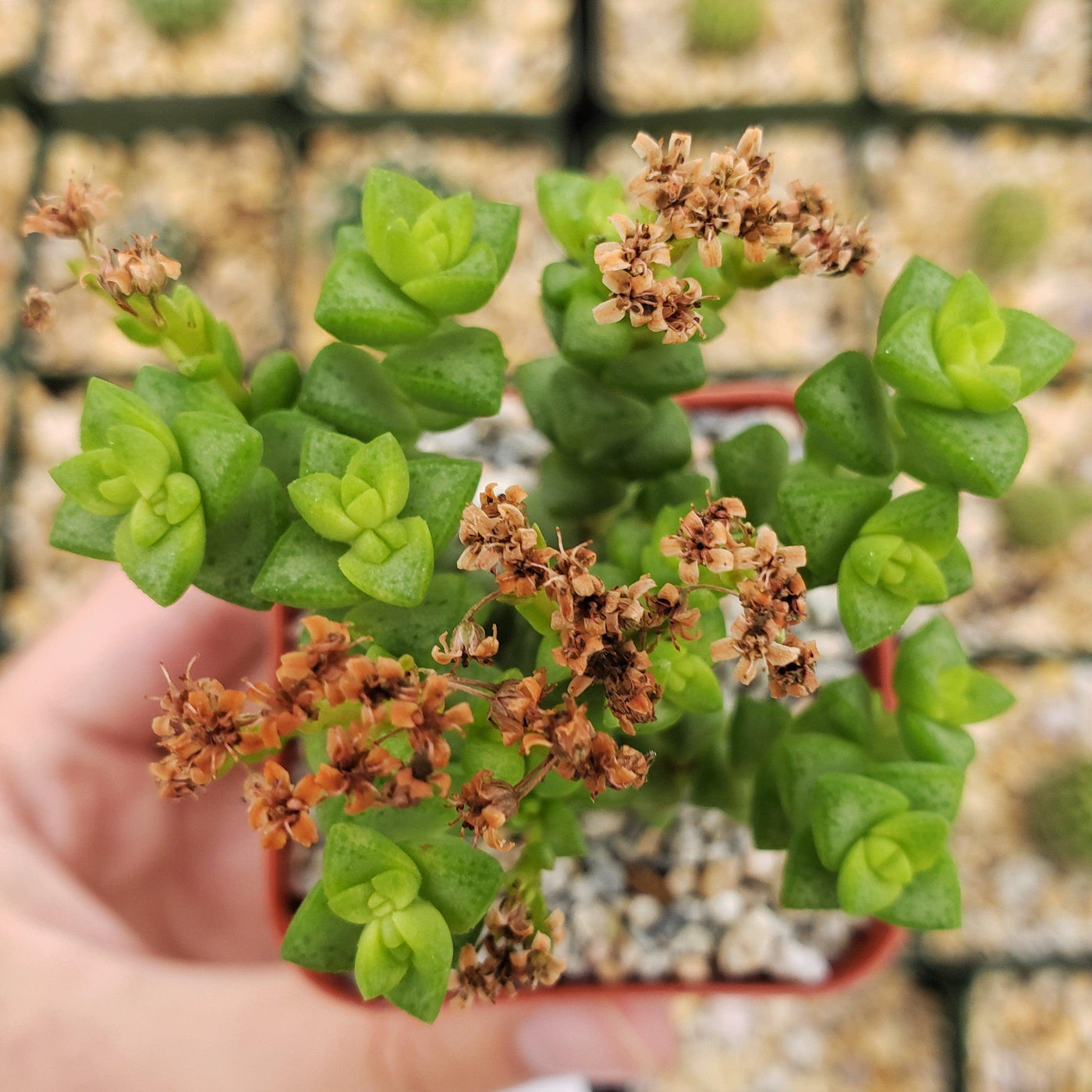 rupestris succulent Crassula rupestris – Planet Desert