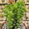 2 inch crassula rupestris