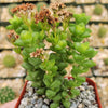 2 inch crassula rupestris