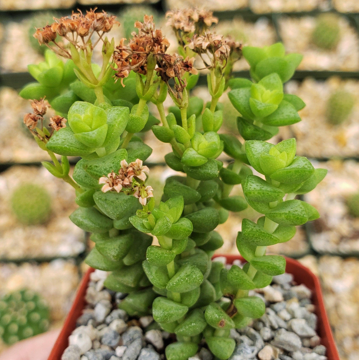 rupestris succulent Crassula rupestris 2" Pot