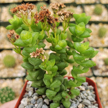 2 inch crassula rupestris – Planet Desert