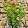 2 inch crassula rupestris