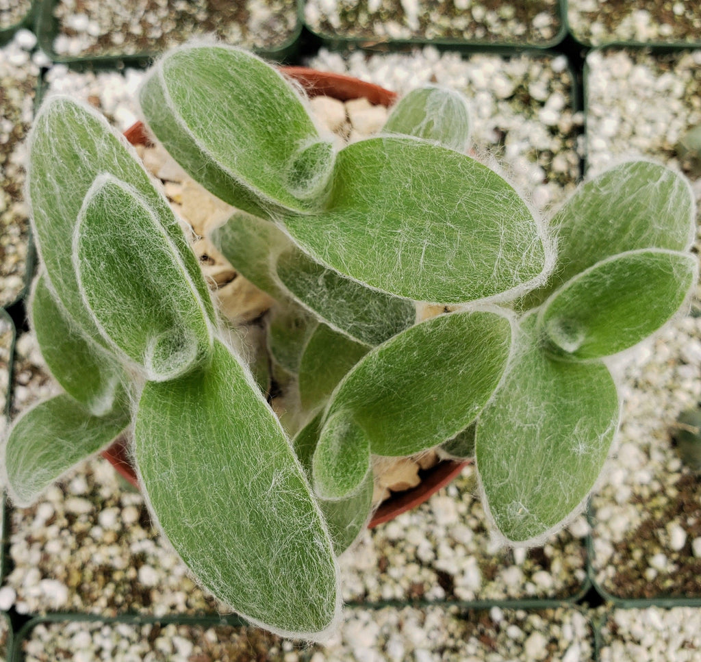 Cyanotis somaliensis Pussy Ears