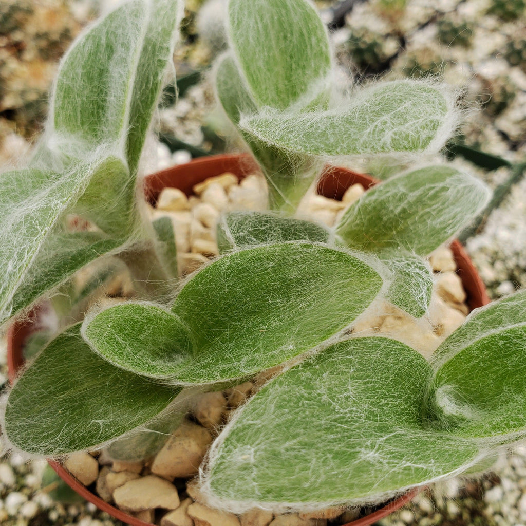 Cyanotis somaliensis Pussy Ears