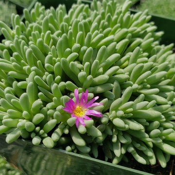 ice succulent plant Delosperma sphalmanthoides