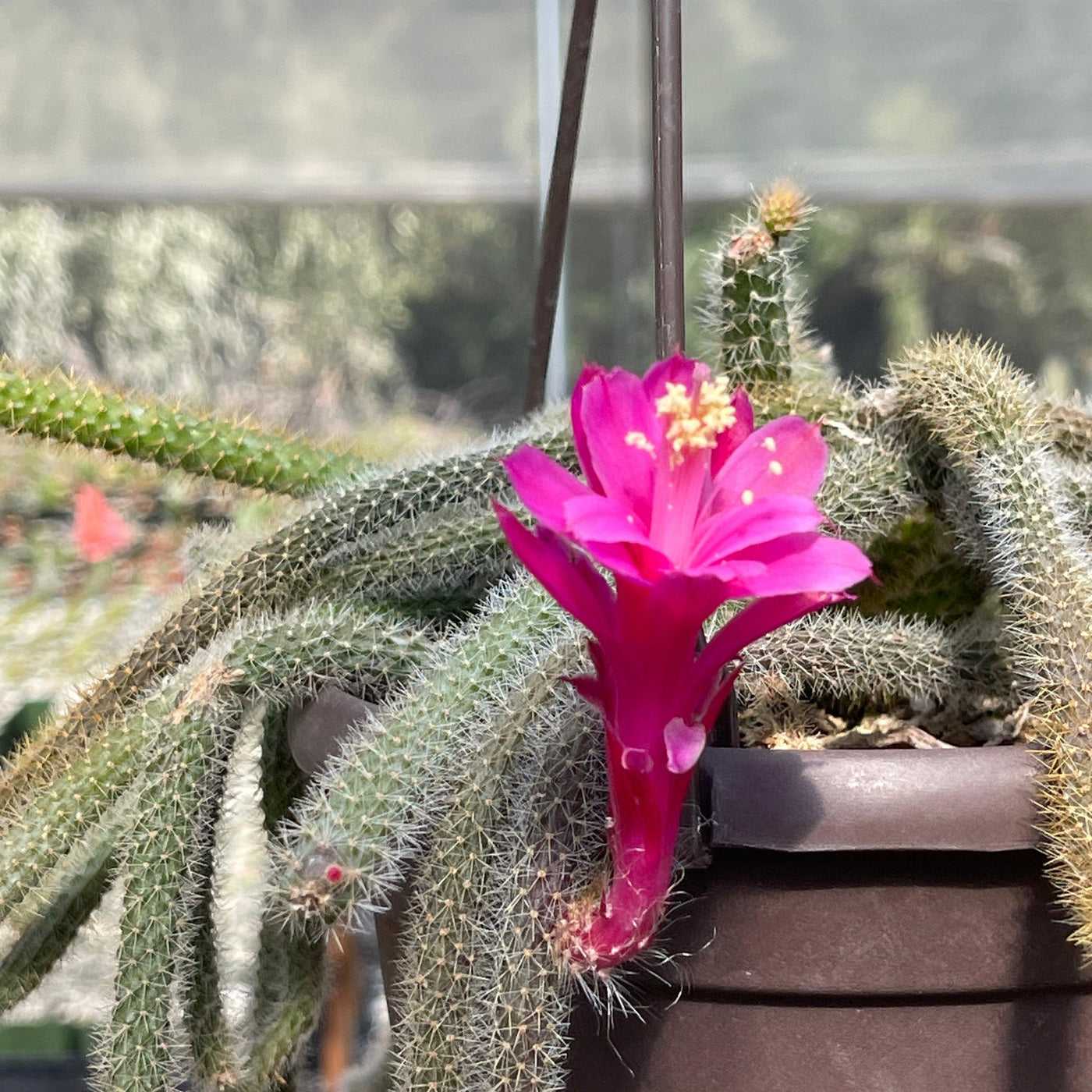 rat tail hanging succulent plant Shop 'Rat Tail cactus – Aporocactus flagelliformis' Care and Growing Guide