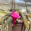 Rat Tail cactus – Aporocactus flagelliformis