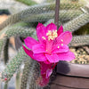 Rat Tail cactus – Aporocactus flagelliformis