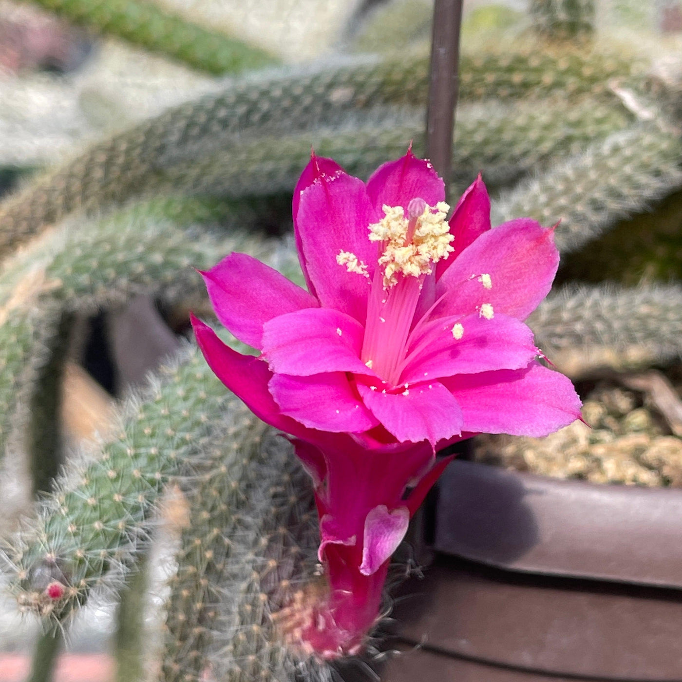 different types of rat tail cactus Shop 'Rat Tail cactus – Aporocactus flagelliformis' Care and Growing Guide