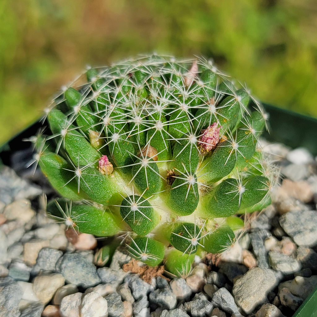 Bird’s-nest pincushion - Dolichothele albescens