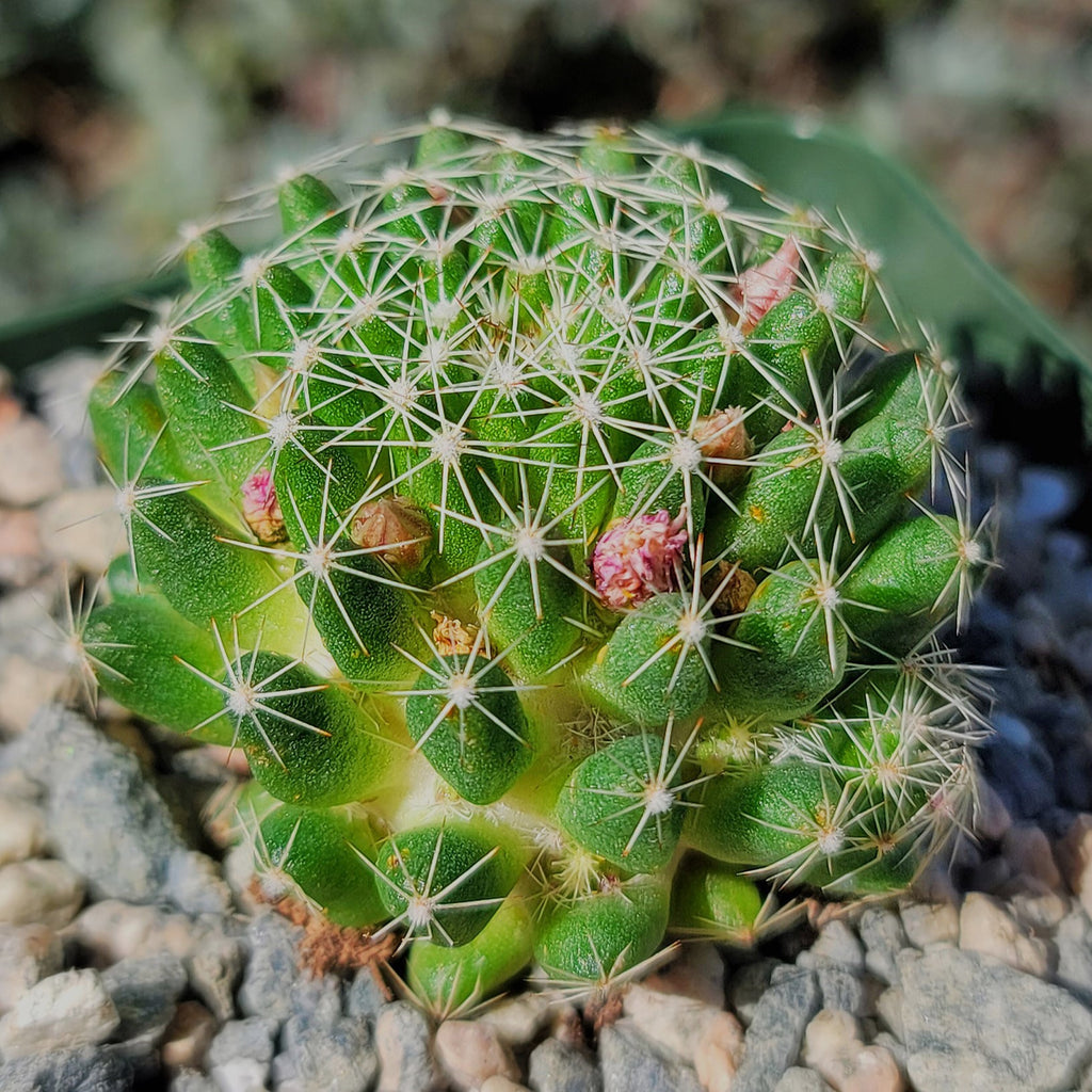 Bird’s-nest pincushion - Dolichothele albescens