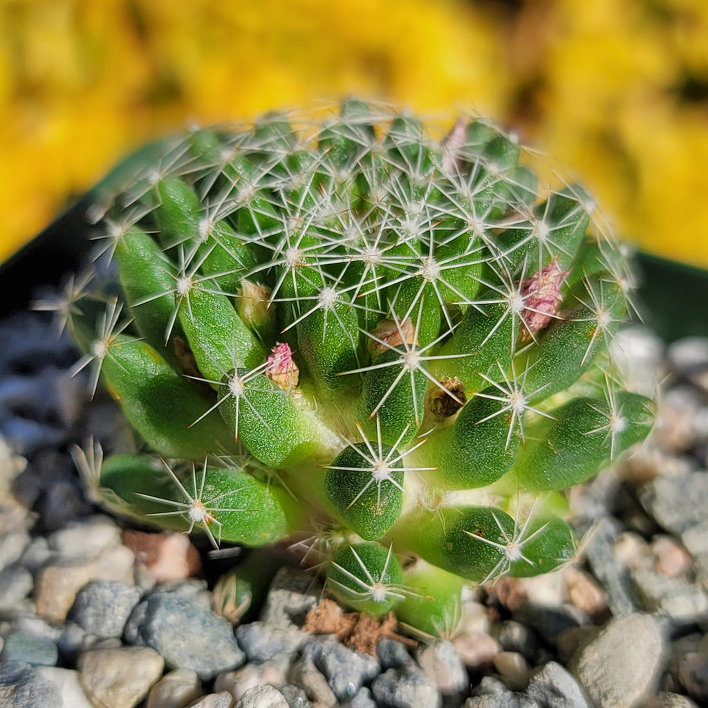Bird’s-nest pincushion - Dolichothele albescens