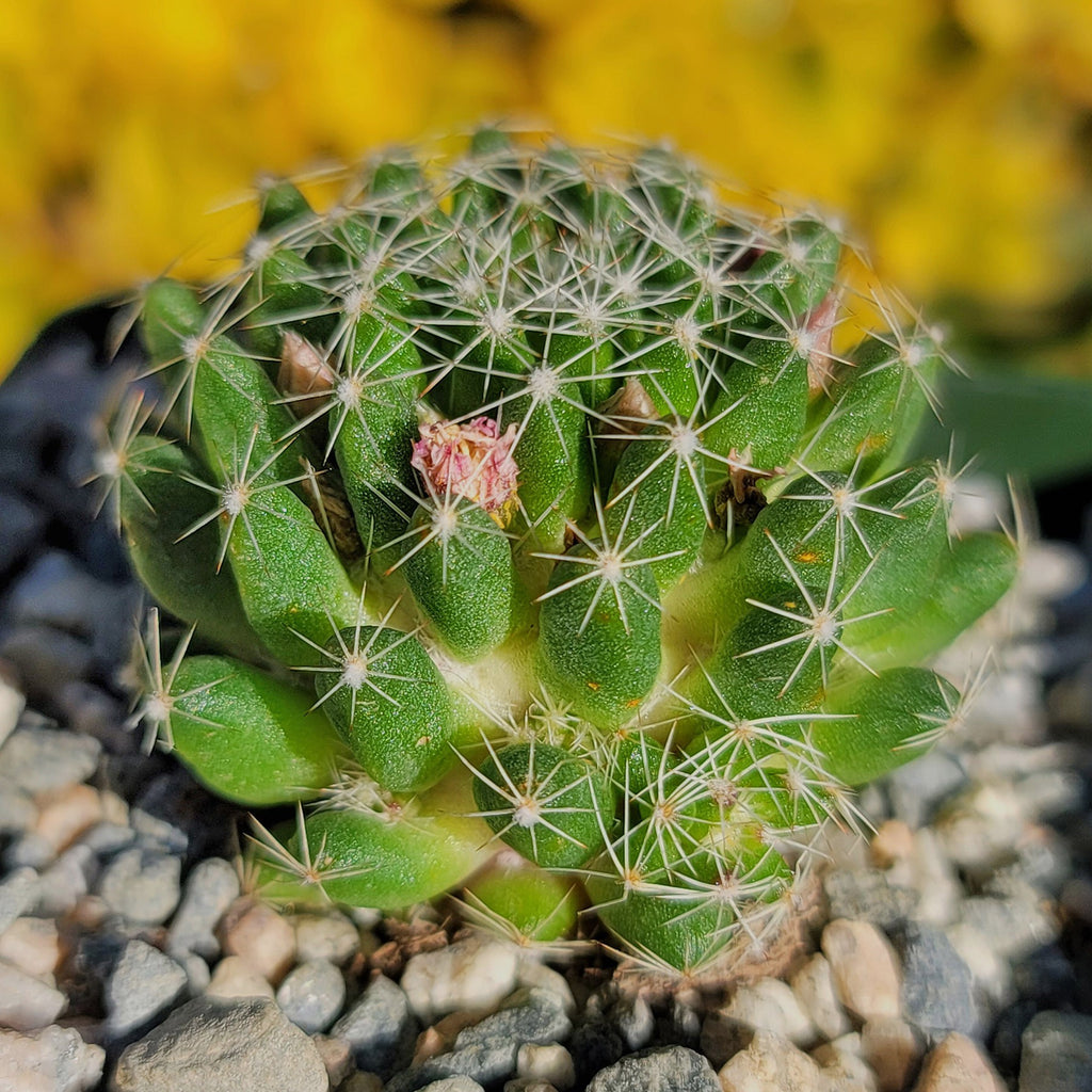 Bird’s-nest pincushion - Dolichothele albescens