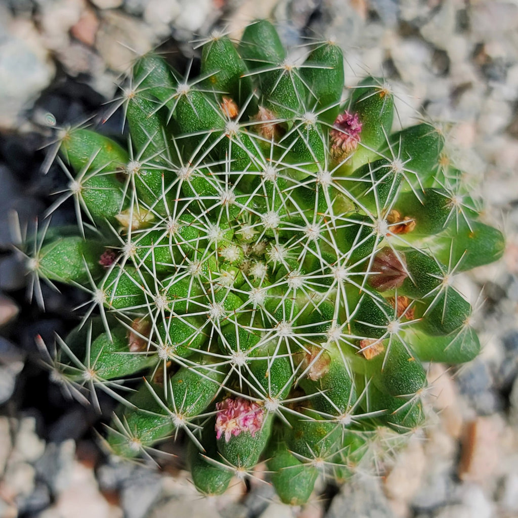Bird’s-nest pincushion - Dolichothele albescens