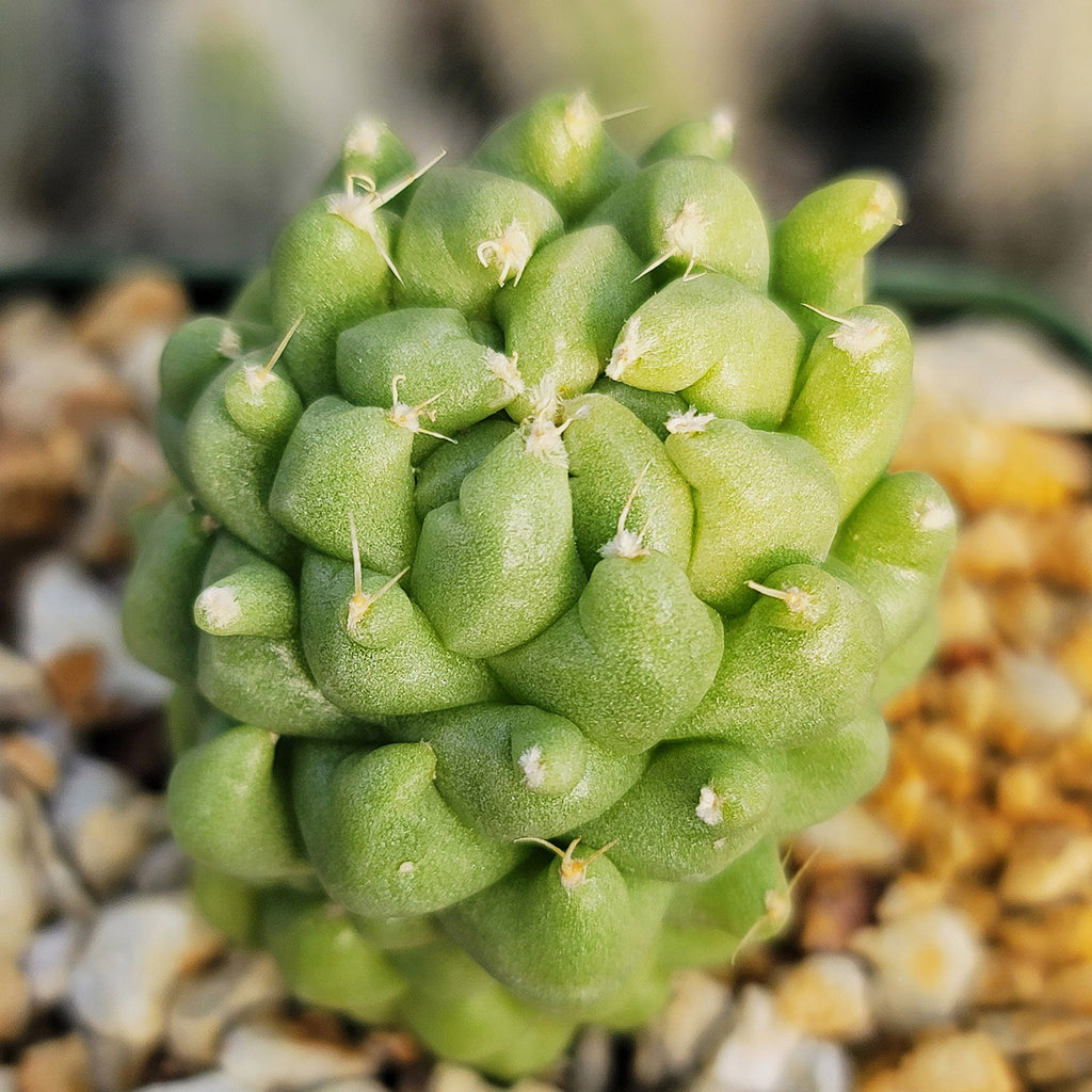 Finger Cactus - Dolichothele longimamma &