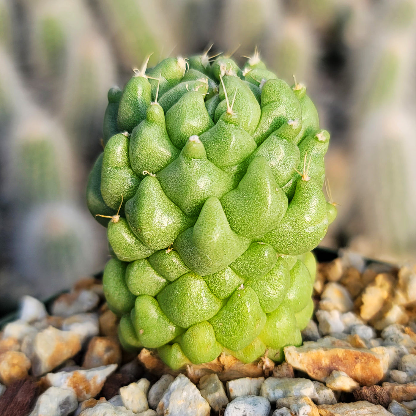 Finger Cactus - Dolichothele longimamma 'monstruosa' -1