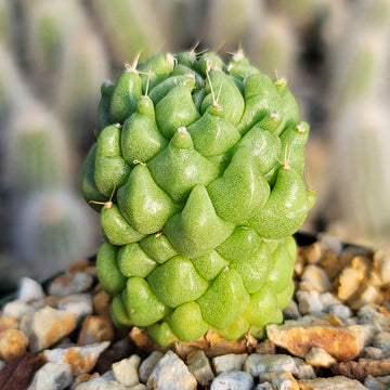 Finger Cactus - Shop Online at Planet Desert