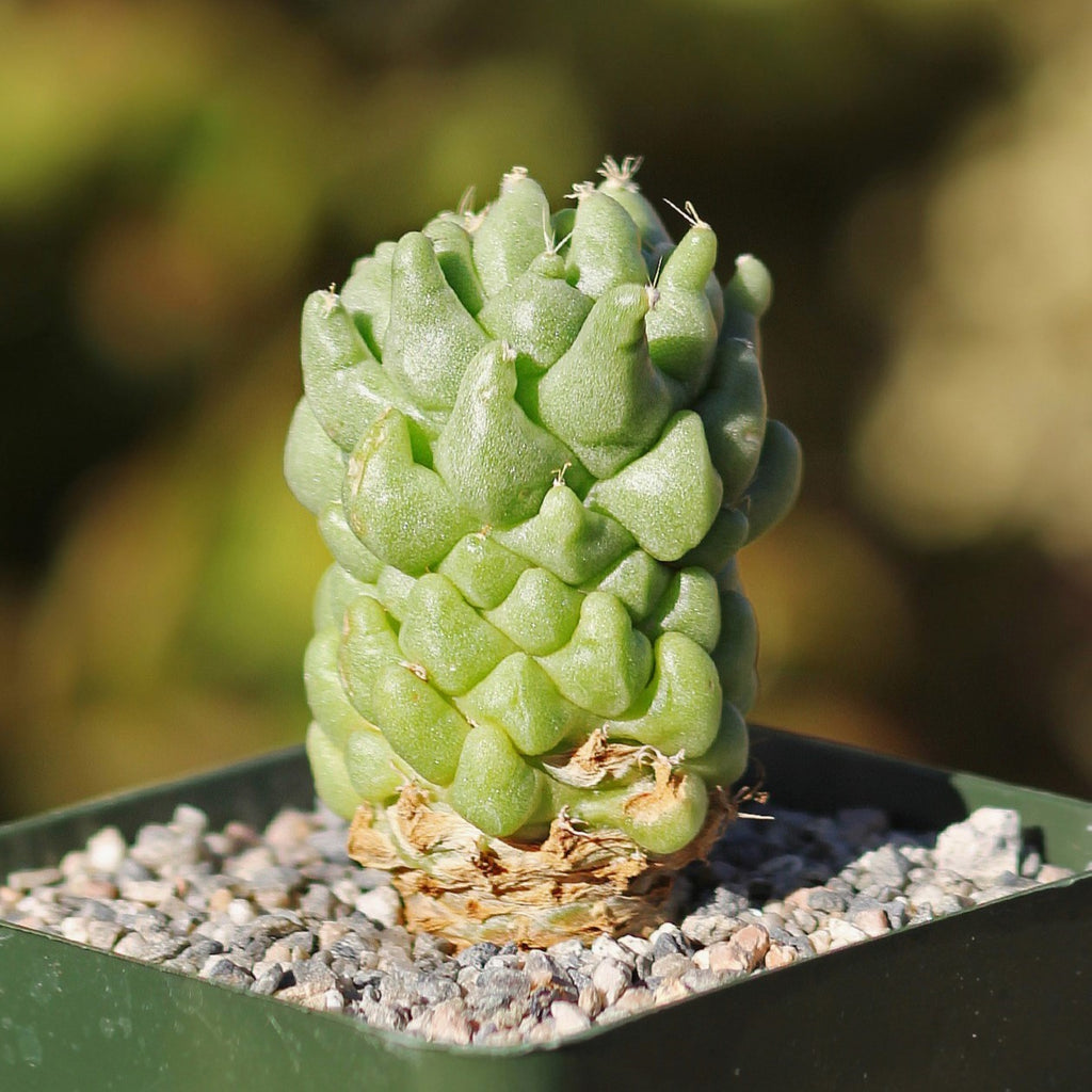 Finger Cactus - Dolichothele longimamma &