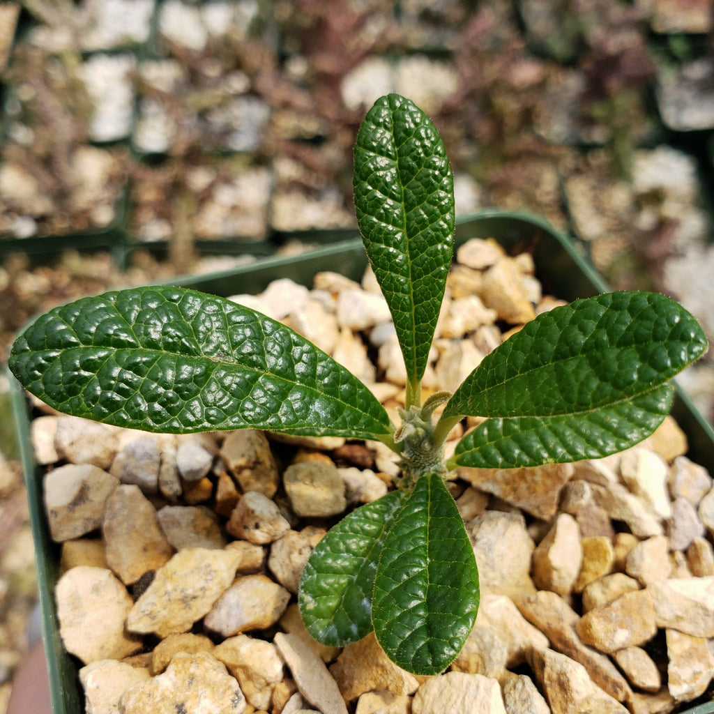 Dorstenia gigas