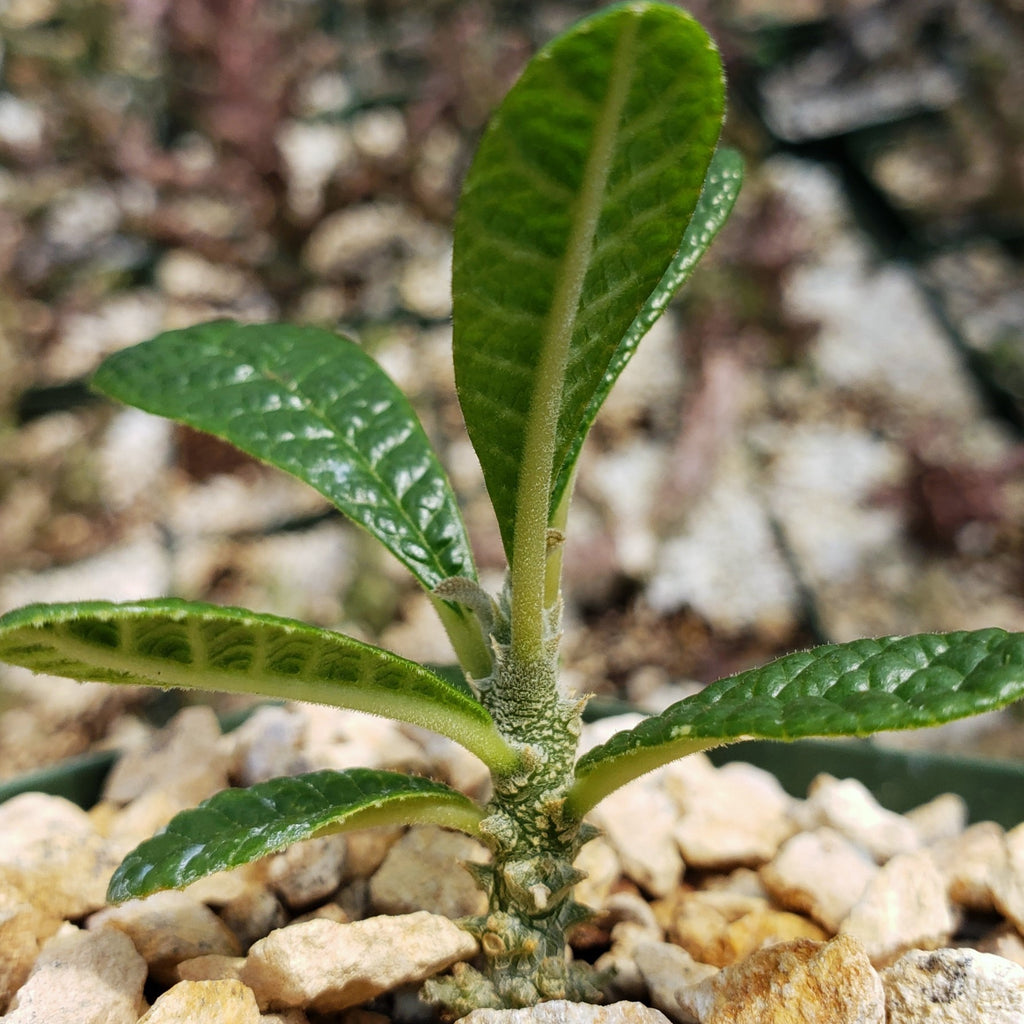 Dorstenia gigas