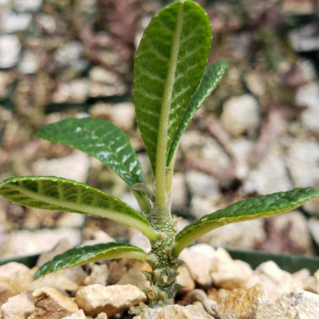 Dorstenia gigas