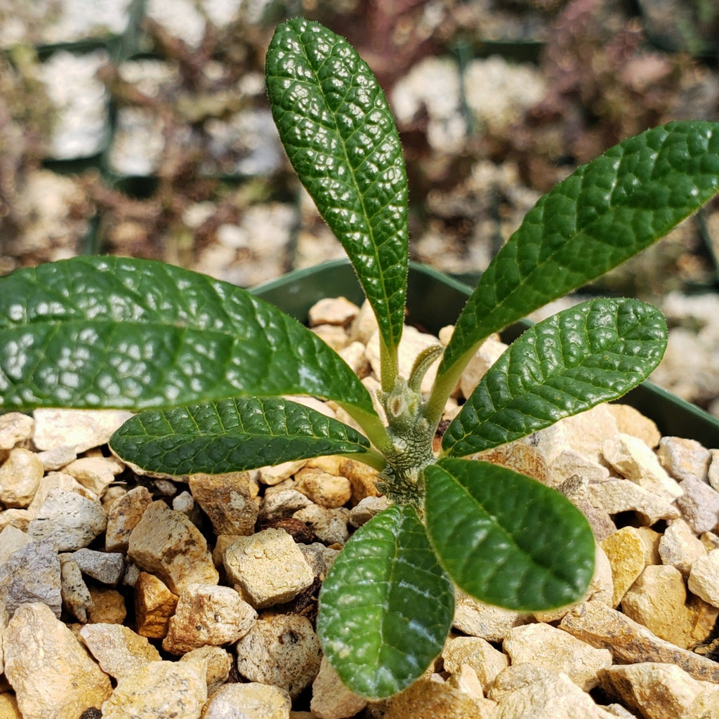 Dorstenia gigas