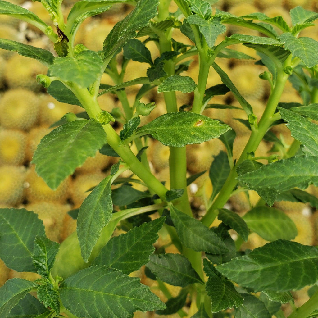 Dorstenia zanzibarica