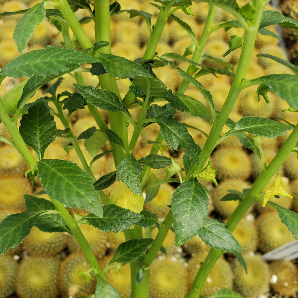 Dorstenia zanzibarica