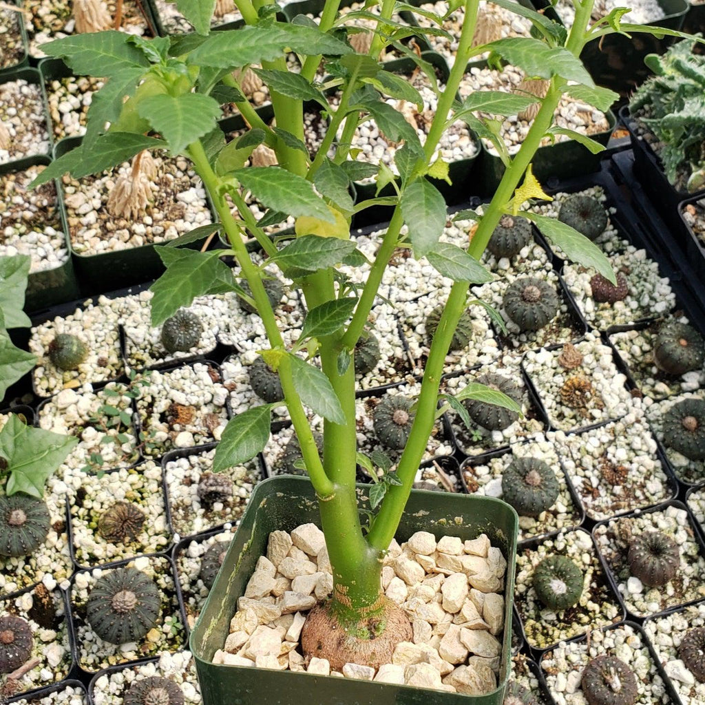 Dorstenia zanzibarica