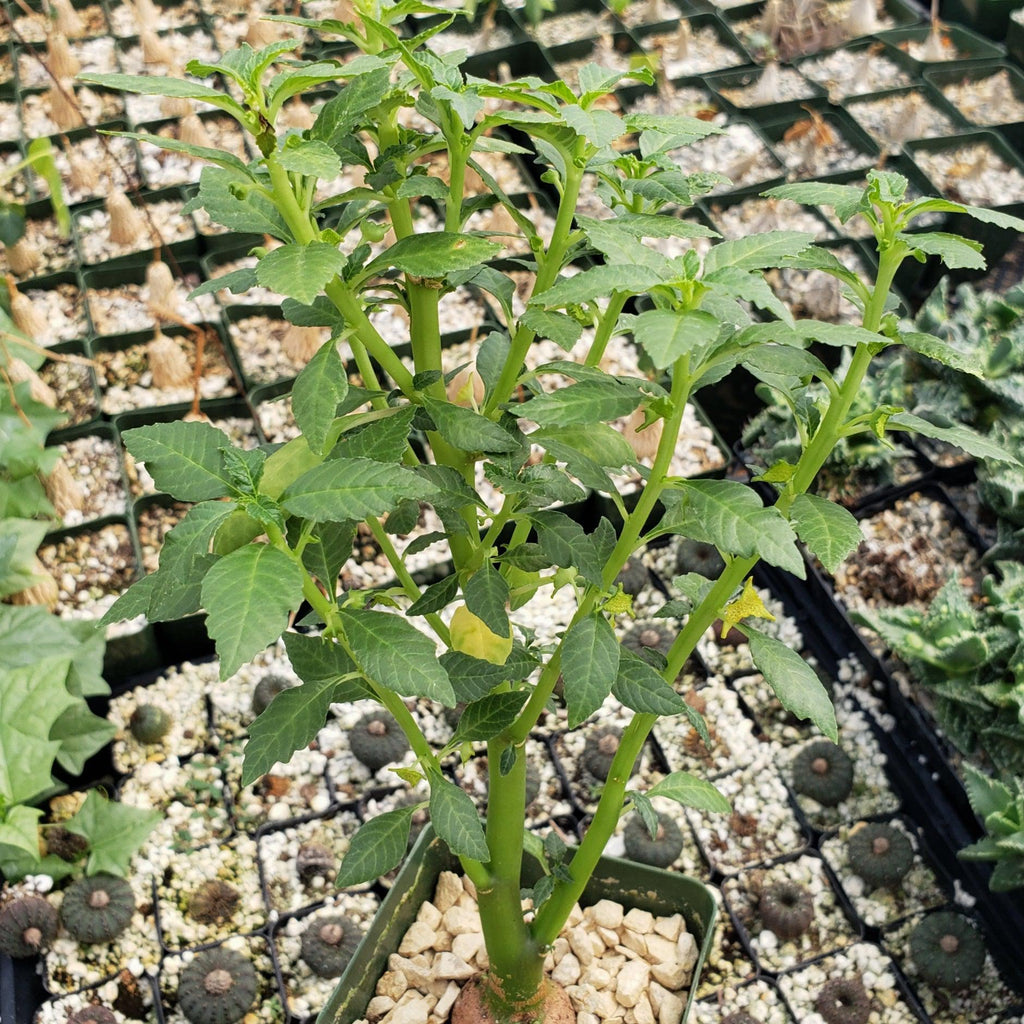 Dorstenia zanzibarica