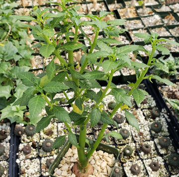 zanzibar succulent Buy Dorstenia Zanzibarica | Rare Succulent Plant