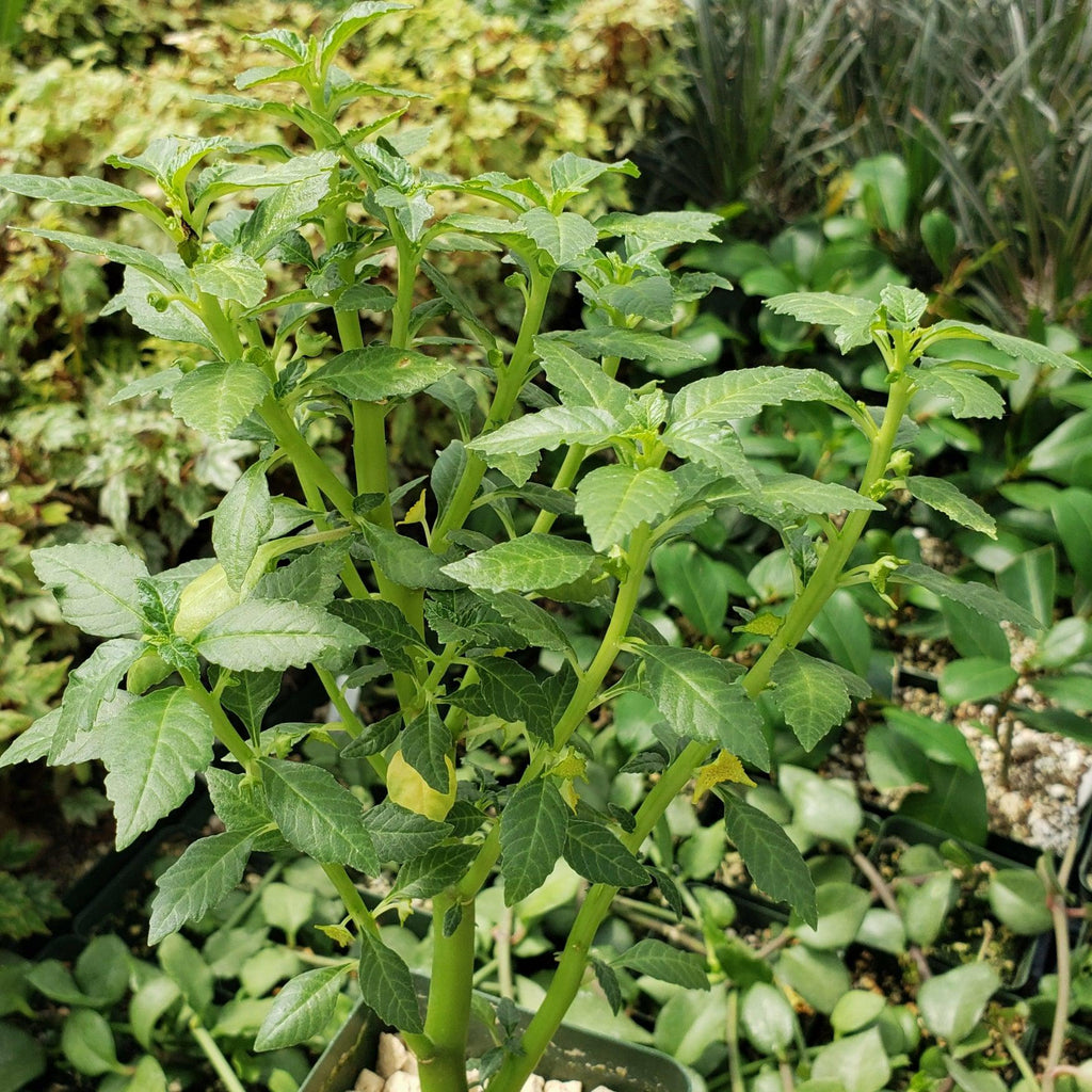 Dorstenia zanzibarica