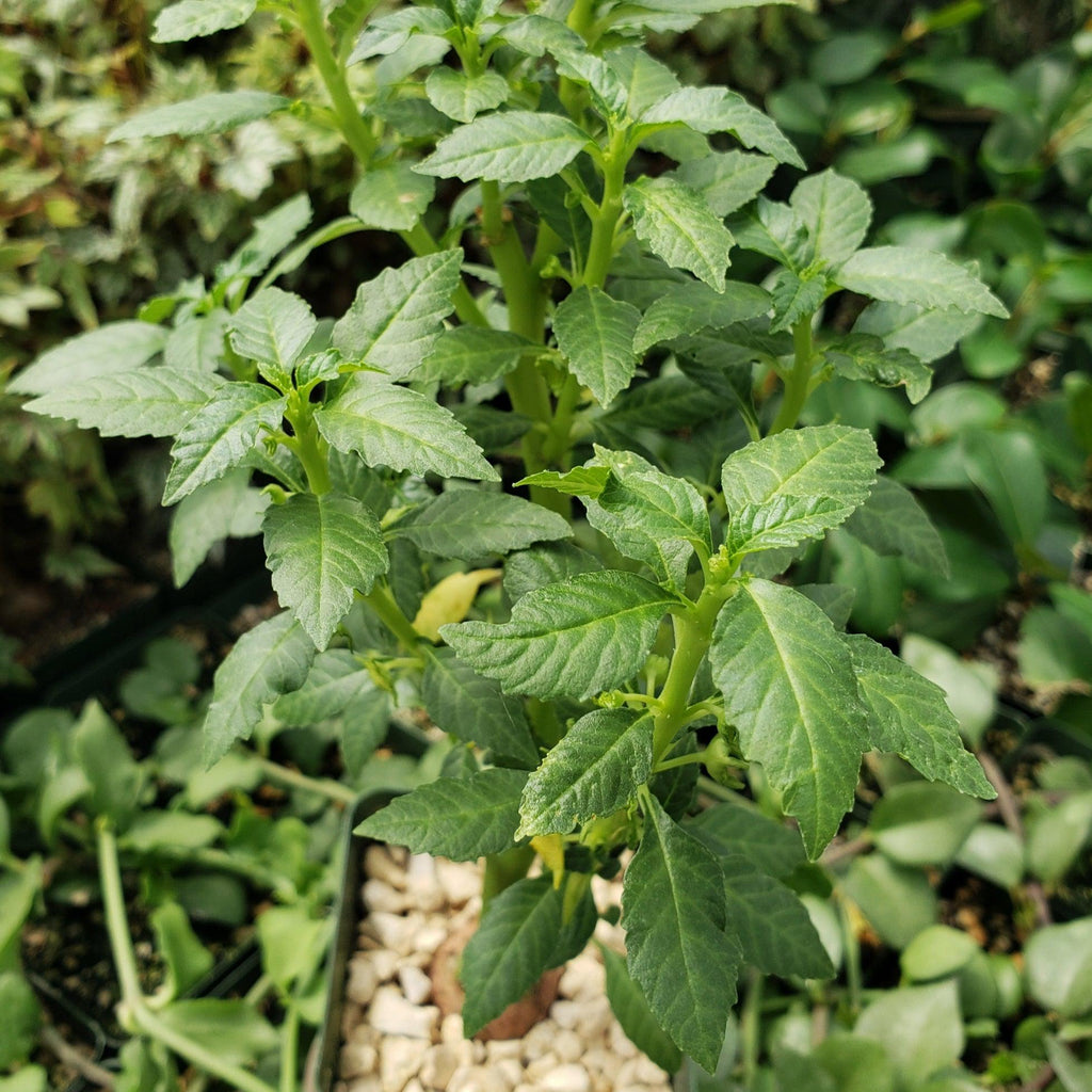 Dorstenia zanzibarica