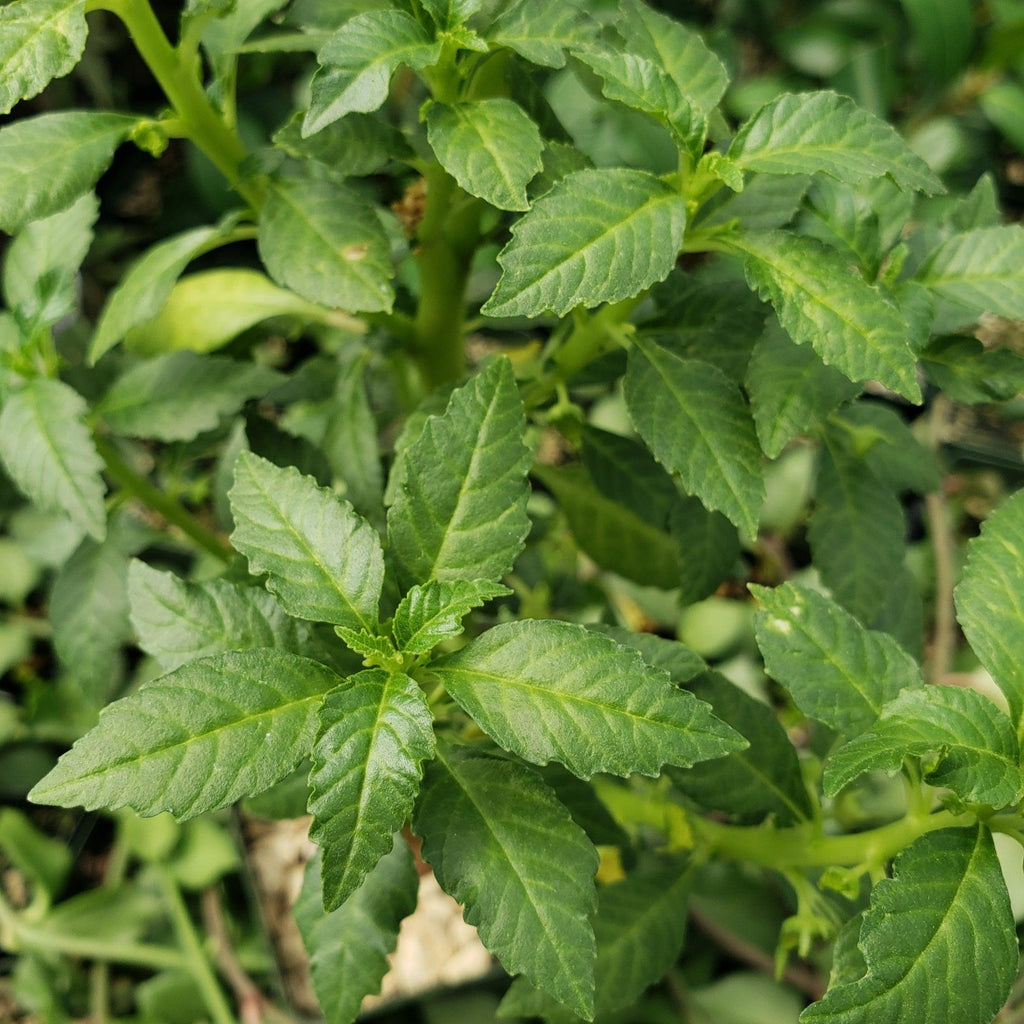 Dorstenia zanzibarica