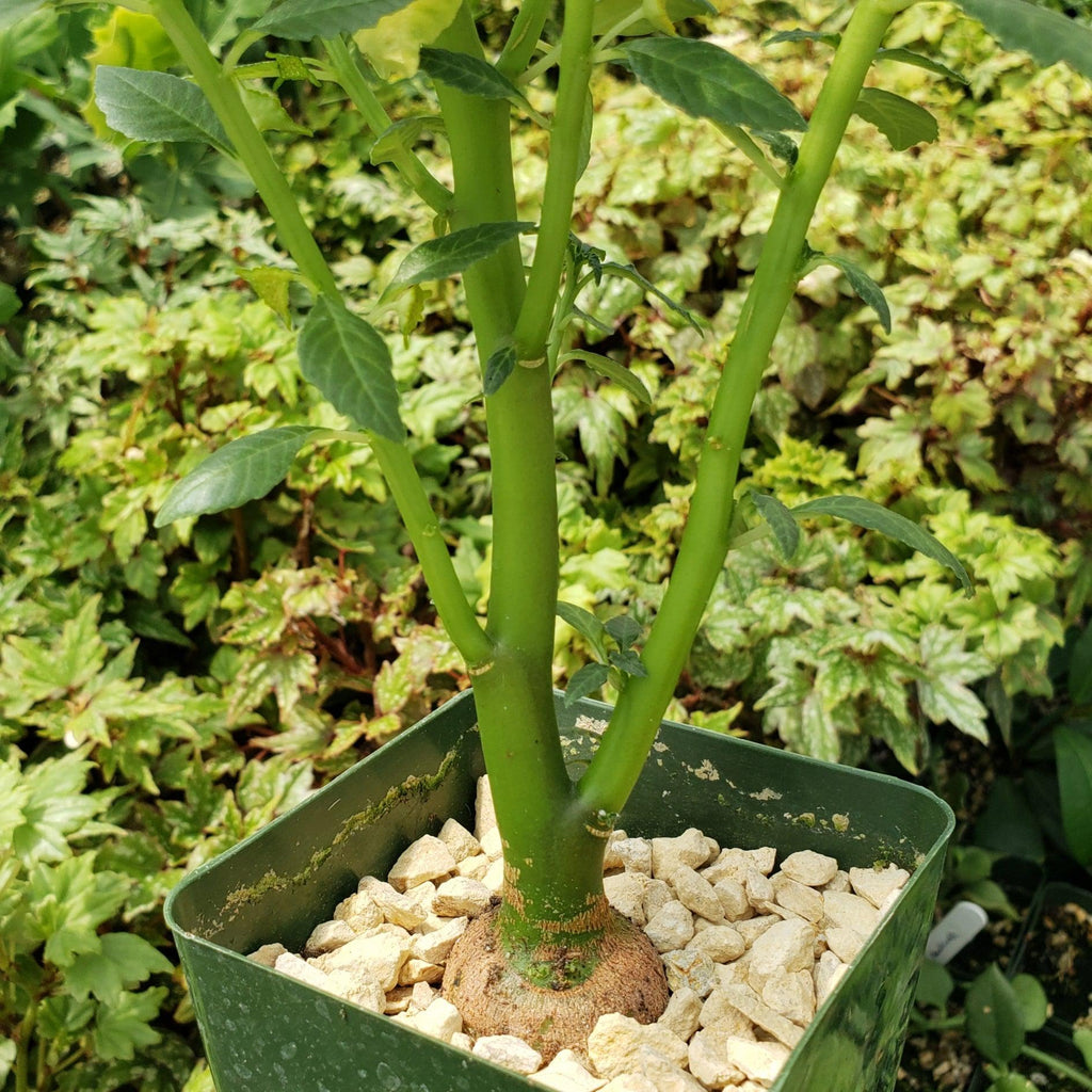 Dorstenia zanzibarica